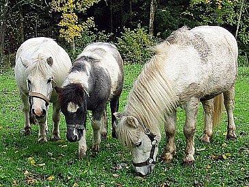 Ferienwohnung in Scharnstein - Unsere Ponys