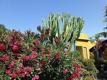 Ferienwohnung in El Paso - Garten