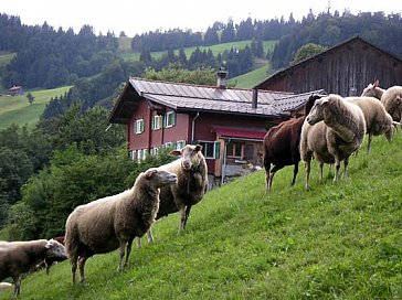 Ferienwohnung in Valzeina - Die Schafe auf der Weide vor dem Haus