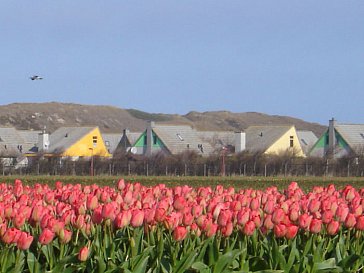 Ferienhaus in Julianadorp - Frühjahr in Julianadorp mit seinen Blumenfeldern