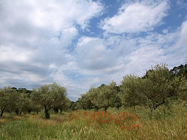 Ferienwohnung in Saint Paul - Die Provence mit Olivenhainen, Zypressen und Palme