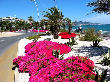 Ferienwohnung in Mandelieu la Napoule - Spazieren Sie die 6km nach Cannes am Meer entlang