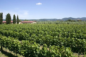 Ferienwohnung in Donoratico - Inmitten des Weinguts “Greppi Cupi” gelegen
