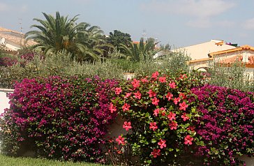 Ferienhaus in Vinaròs - Blumen im Garten