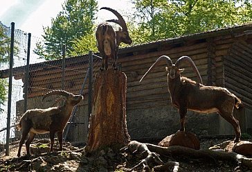 Ferienwohnung in Hasliberg-Goldern - Tierpark Brienz