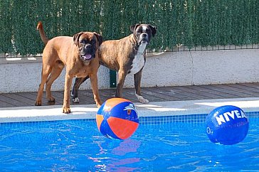 Ferienhaus in Riomar, Riumar - Spanienurlaub mit Hund