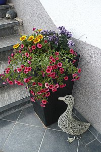 Ferienwohnung in Dachsberg - Blumen