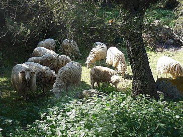 Ferienhaus in Sanalvo - Schafe hinterm Haus