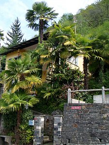 Ferienwohnung in San Nazzaro - Das Haus inmitten der Palmen
