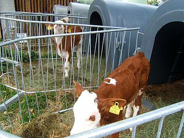 Ferienwohnung in Mondsee - Kälbchen zum Streicheln