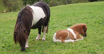 Ferienwohnung in Ridnaun-Ratschings - Tiere