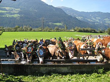 Ferienwohnung in Fügen - Almabtrieb