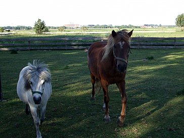 Ferienwohnung in Freest - Unser Ponny Lisa und unser Pferd Kensis