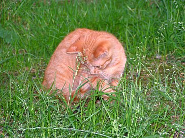 Ferienwohnung in Winikon - Katzen zum anfassen