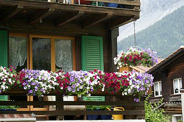 Ferienwohnung in Kandersteg - Die Freude an Blumen