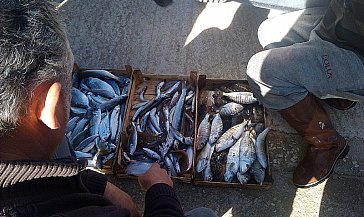 Ferienwohnung in Balestrate - Im Fischerhafen
