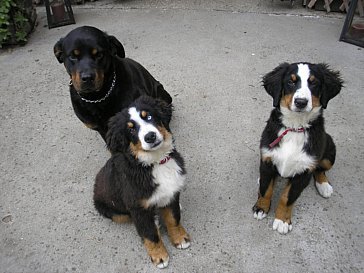 Ferienhaus in Kiskunhalas - Xena, Balu und Maite