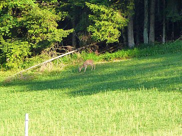 Ferienwohnung in Engedey - Am Waldrand