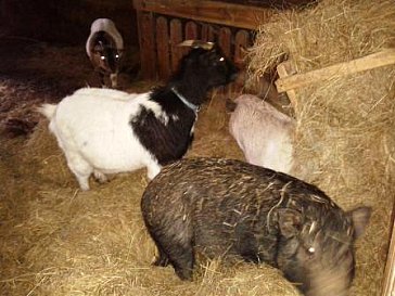 Ferienwohnung in Konzell - Unsere Mini-Schweine und Ziegen im Stall
