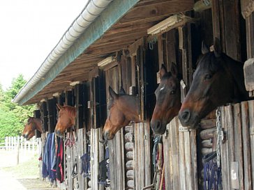 Ferienwohnung in Korbach-Hillershausen - Auch den Pferden geh es gut