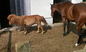 Ferienwohnung in Hofheim in Unterfranken - Unsere Tiere auf dem Hof