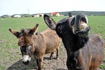 Ferienwohnung in Hofheim in Unterfranken - Unsere Tiere auf dem Hof