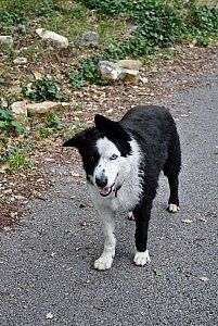 Ferienwohnung in Hofheim in Unterfranken - Hund Cäsar