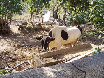 Ferienhaus in Alanya-Side-Manavgat - Ländliche Idylle