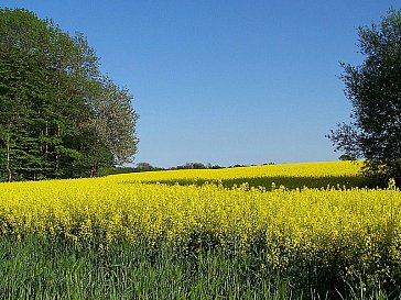 Ferienhaus in Kalleby - Feld hinter der Ferienwohnung