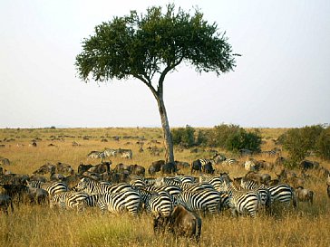 Ferienhaus in Diani Beach - Wir organisieren Traum-Safaris & Trips für Sie