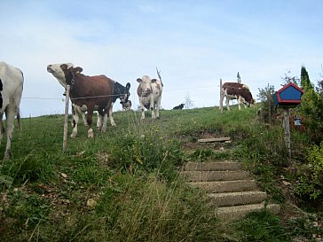 Ferienwohnung in Titisee-Neustadt - Kühe grasen am Haus