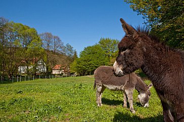 Ferienwohnung in Frankenau - Unsere Esel Lux & Leo