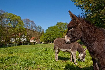 Ferienwohnung in Frankenau - Unsere Esel Lux & Leo