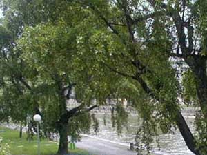 Ferienwohnung in Wien - Herrliche Bäume vis a vis des Apartments