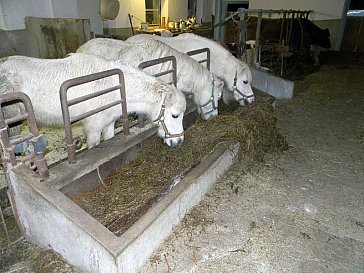 Ferienwohnung in Scharnstein - Urlaub am Bauernhof im Almtal