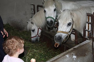 Ferienwohnung in Scharnstein - Geniessen Sie Ihren Urlaub am Bauernhof