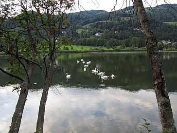 Ferienwohnung in St. Urban - Schwäne am Urbansee mit Blick zum Haus Thaller