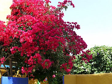 Ferienwohnung in El Paso - Garten