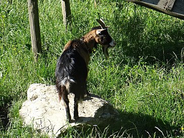 Ferienwohnung in Hopfgarten - Tiere auf dem Hof