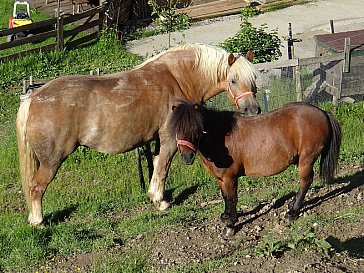 Ferienwohnung in Hopfgarten - Tiere auf dem Hof