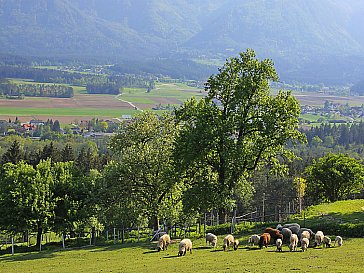 Ferienwohnung in Bleiburg - Bild2