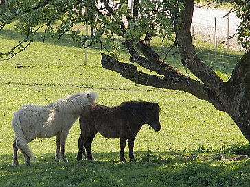 Ferienwohnung in Bleiburg - Bild12