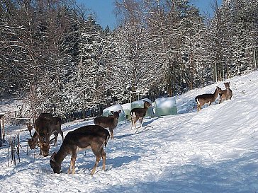 Ferienwohnung in Bleiburg - Bild16