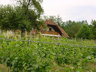 Ferienwohnung in Großsteinbach - Blick vom Weinberg aus.