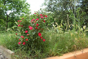 Ferienwohnung in Castellina Marittima - Gartenausschnitt