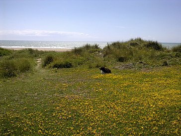 Ferienhaus in Lindbergh Plage - Dünen