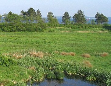 Ferienhaus in Holnis-Glücksburg - Aussicht Panoramazimmer