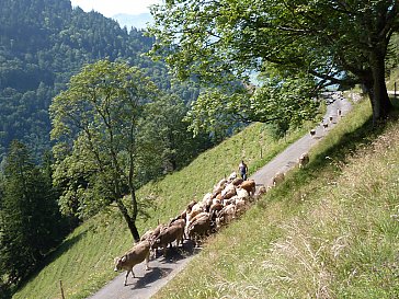 Ferienhaus in Lungern - Alpaufzug