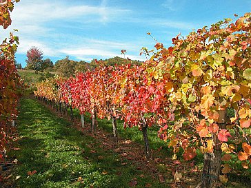 Ferienhaus in Hohenbrugg an der Raab - So prächtig ist der Weingarten im Herbst