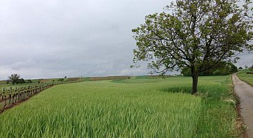 Ferienwohnung in Mitterretzbach - Bild9